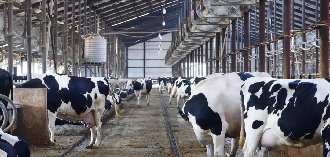 奶牛规模化养殖场建设方案,奶牛养殖场建设的标准是