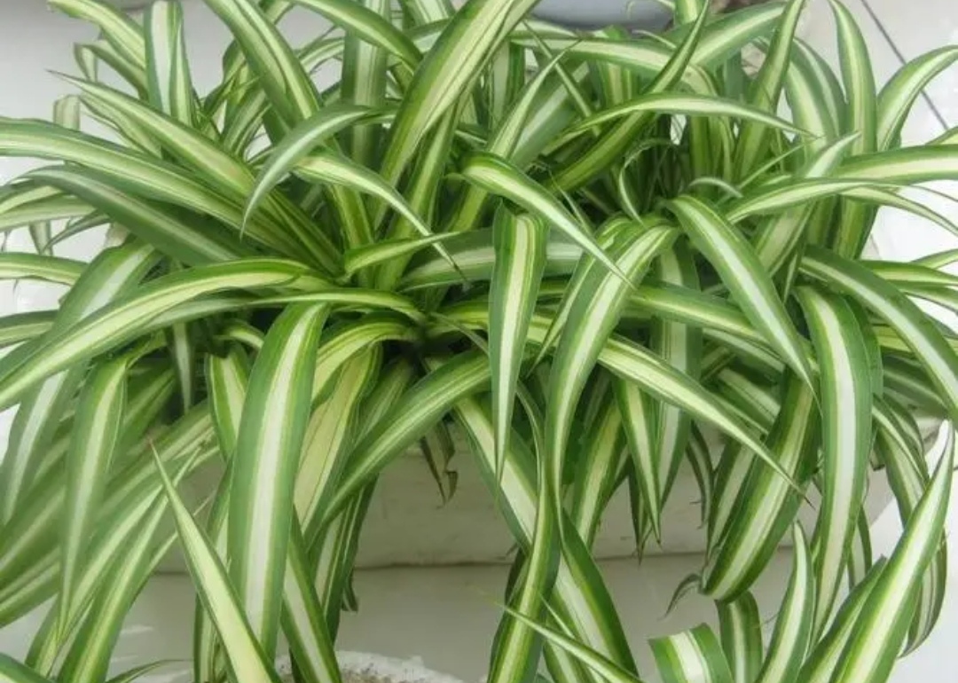 家里什么花不能养释放毒气,自带财气的8种花客厅养