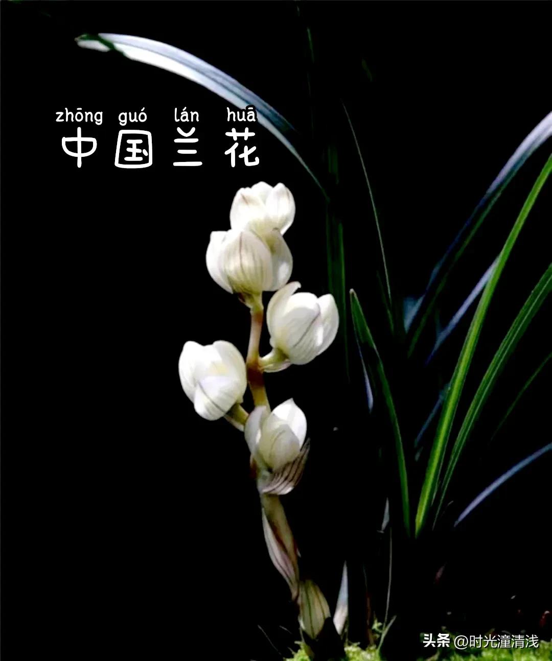 花中四君子之一兰花,兰花花草欣赏