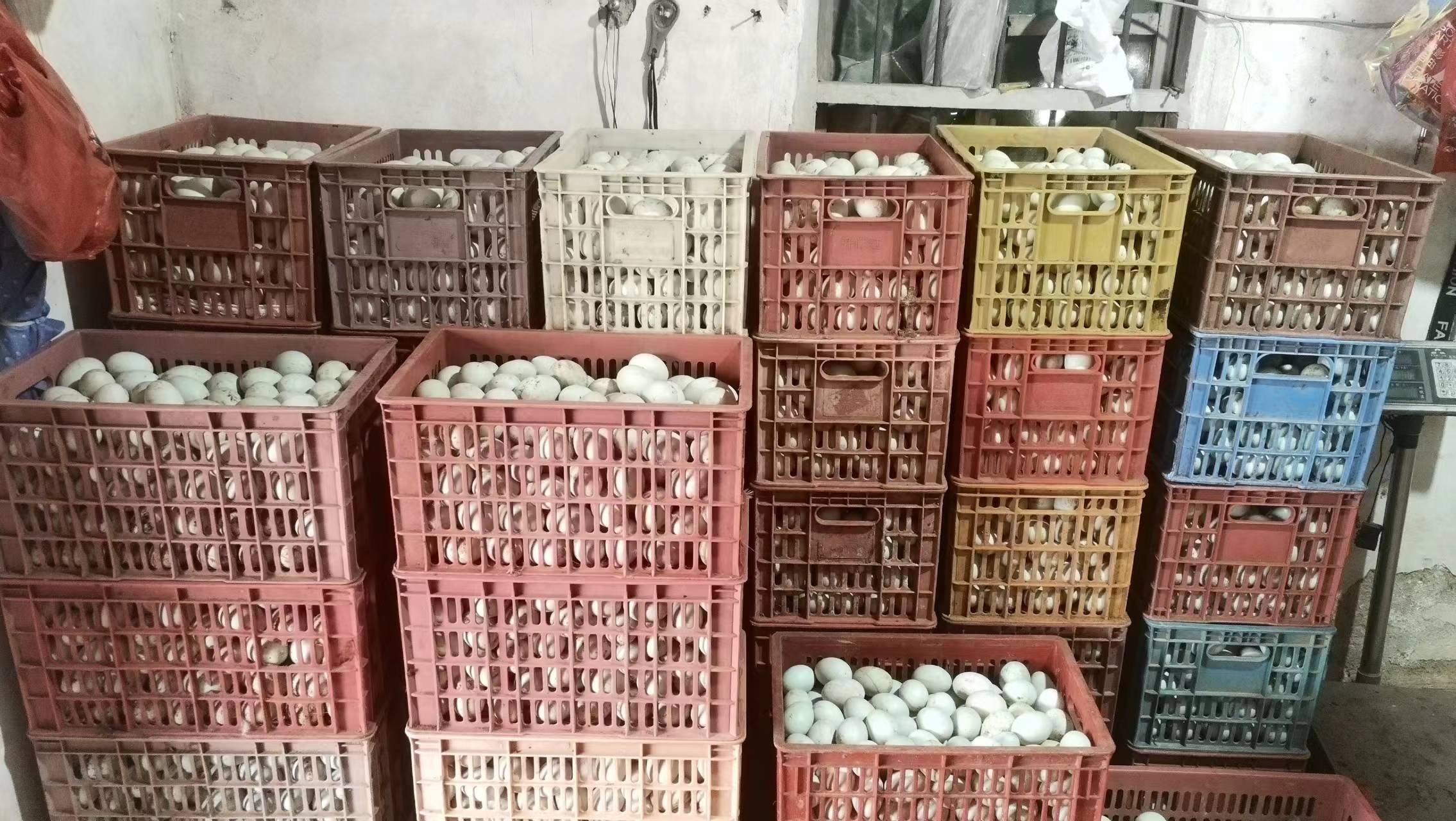 新手养鸡好还是养鸭好,新手养鸭