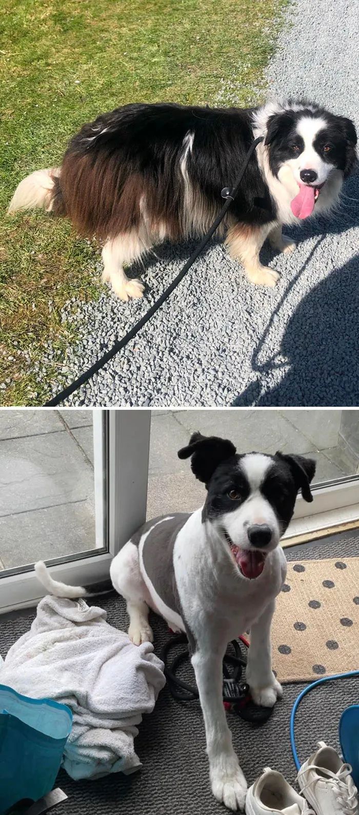 夏天来了要给猫剪毛吗,夏天怎么给狗修毛