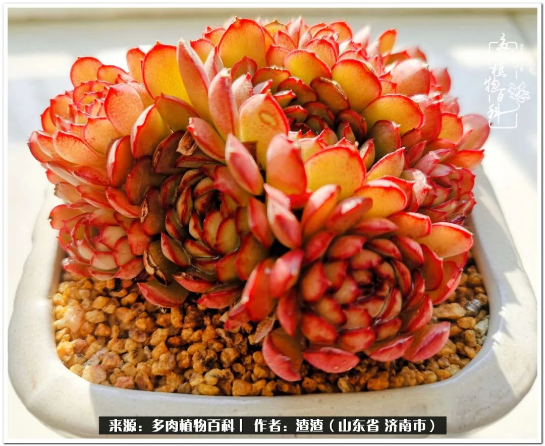 一个并不优秀的90后,何以解忧唯有多肉下一句