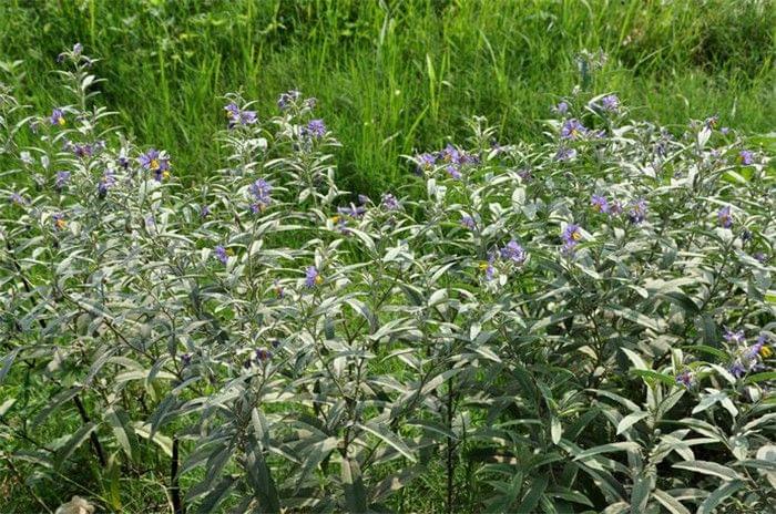 咸阳多地现外来有害物种,陕西咸阳发现美洲毒草银毛龙葵