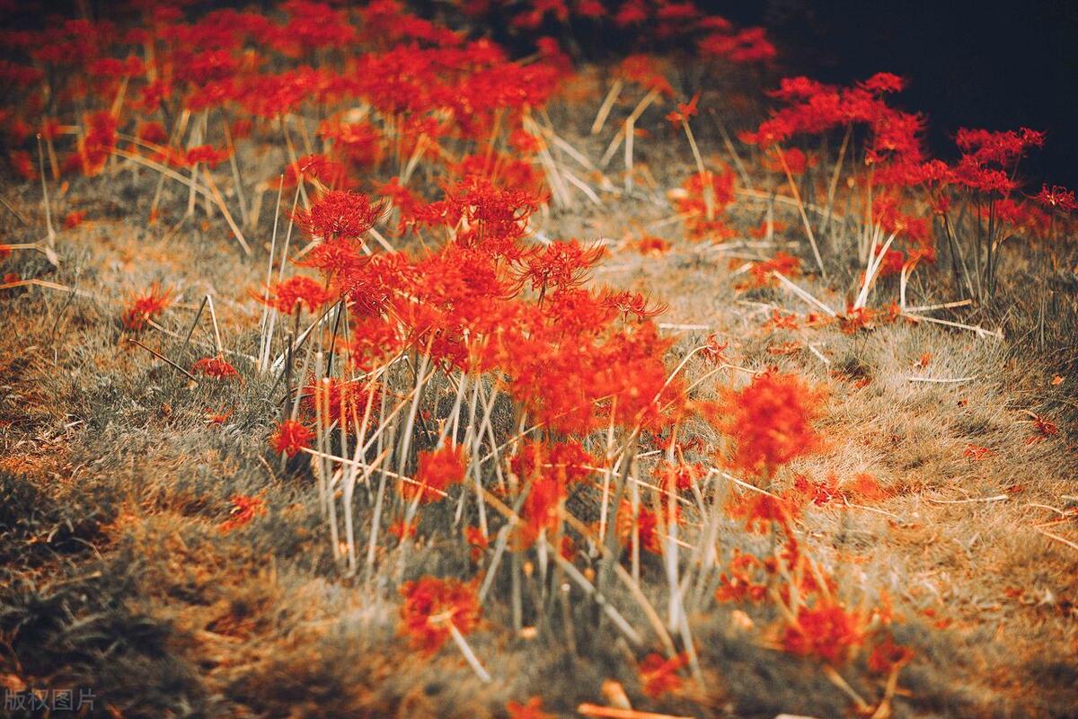 朋友恋人红颜知己有什么区别,什么叫朋友红颜知己