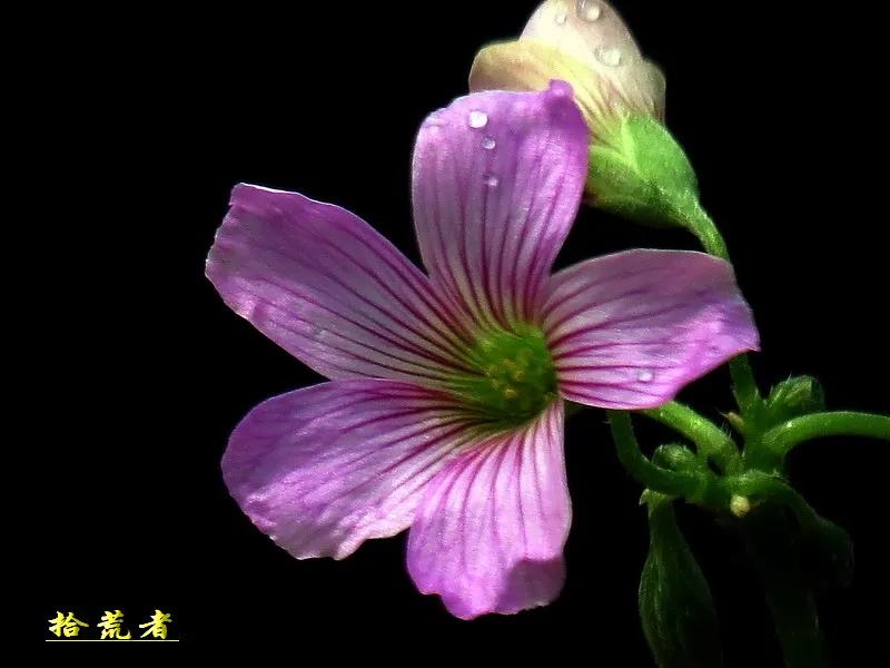 酢浆草黄色大花,类似酢浆草的野花叫什么