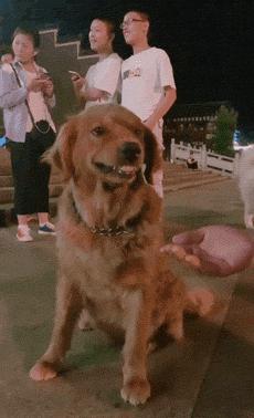 金毛对比拉布拉多哪个好,金毛vs柯基优缺点