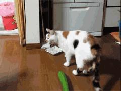 youarechicken,youareachicken舞曲