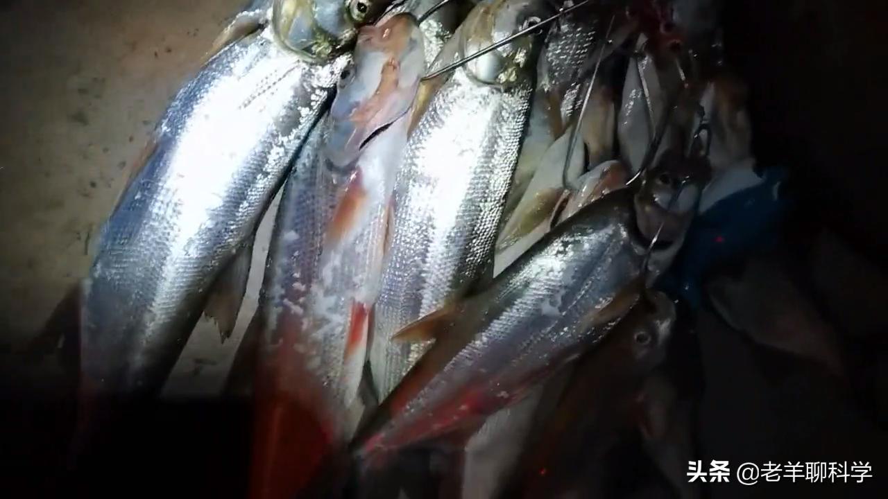 男子夜钓打5条蛇,男子半夜开车蛇在车窗