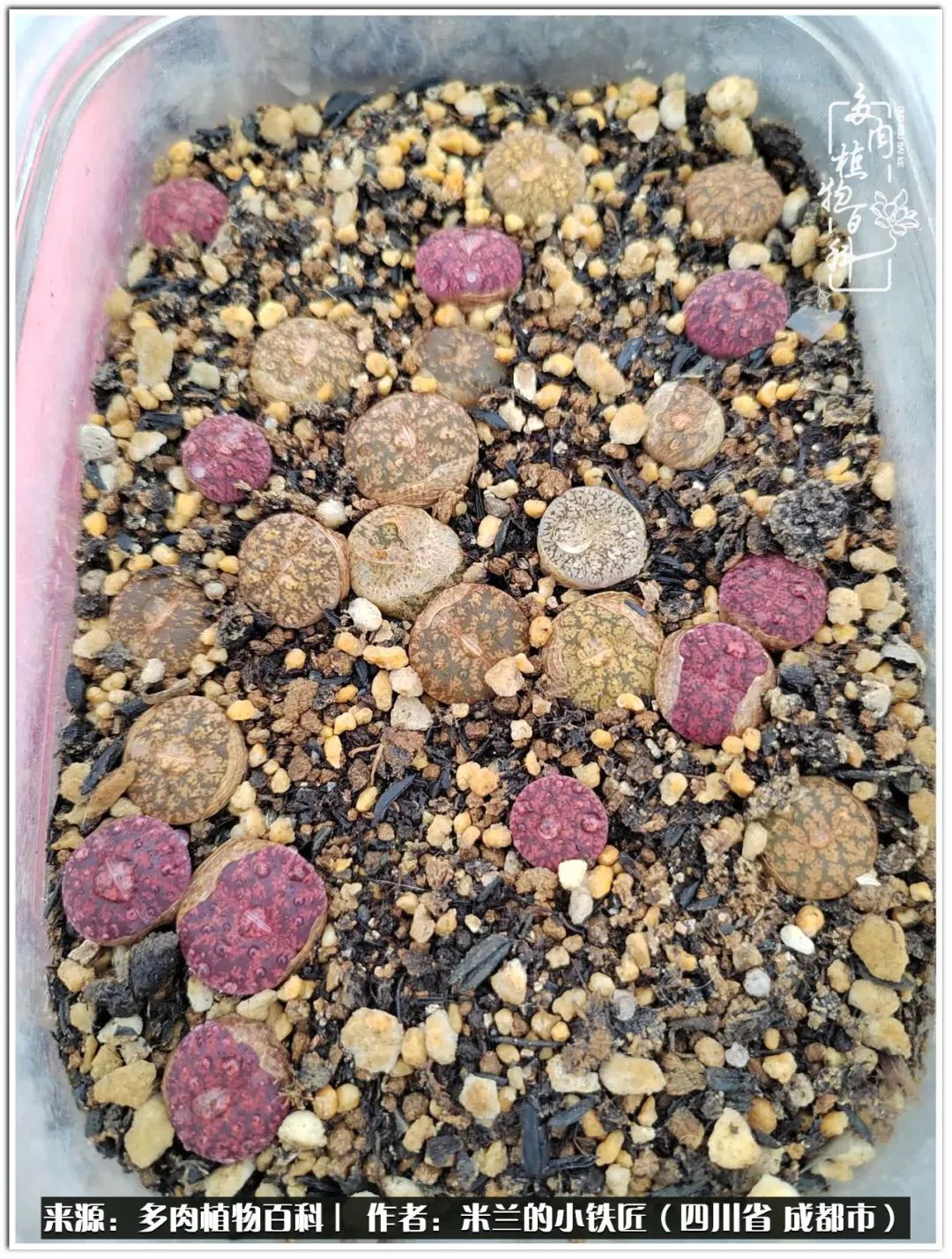 生石花好养吗怎么养护的,生石花的养殖方法和注意事项