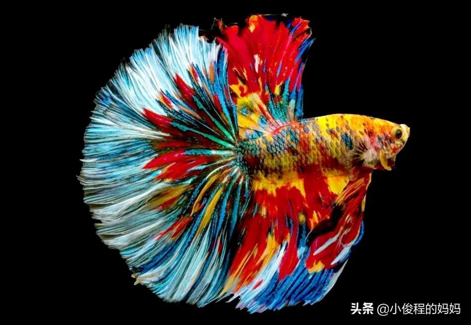 泰国斗鱼的图片大全集,泰国斗鱼公母混养