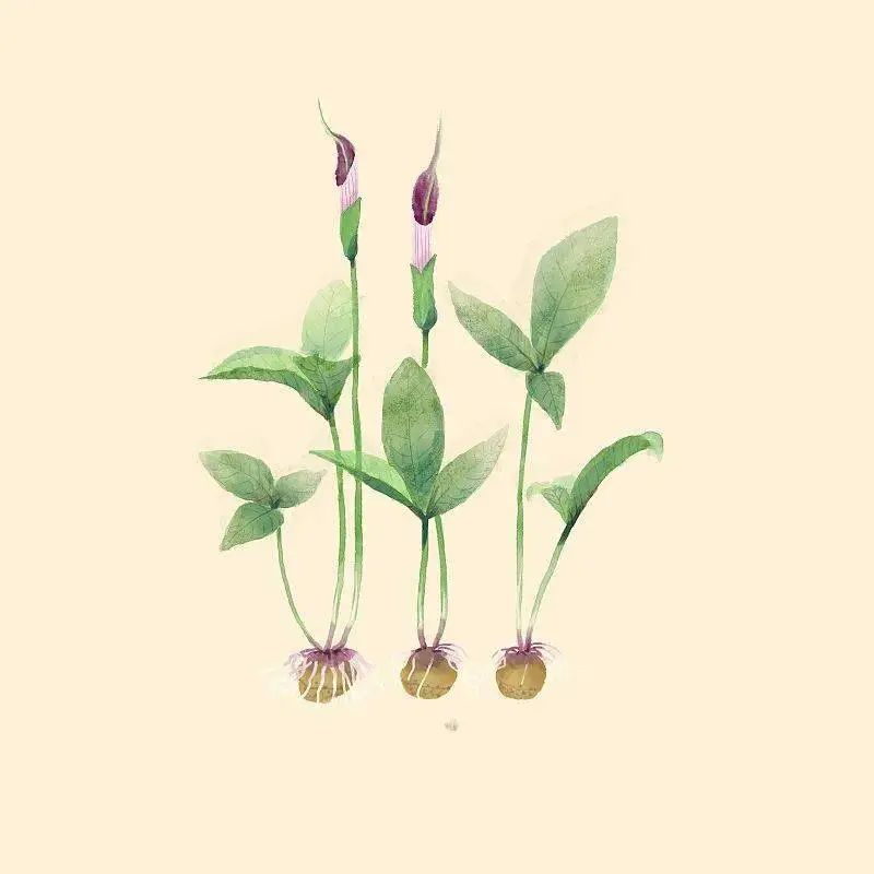 夏至五毒月怎么预防,地理人眼中的二十四节气夏至