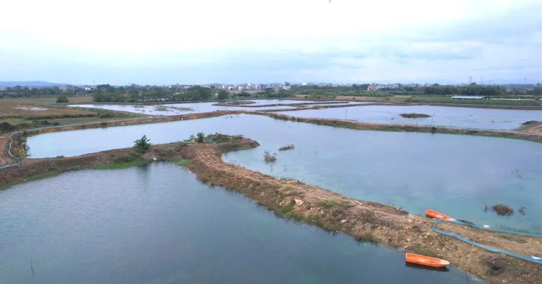 三农洞察小龙虾养殖,2022小龙虾养殖业形势预判