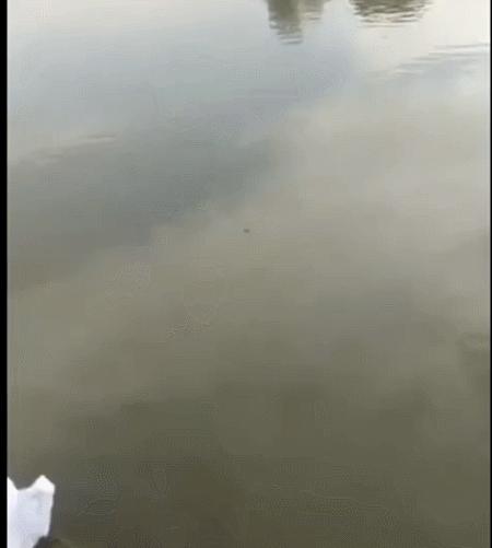 放生是不是真的行善,不要胡乱放生