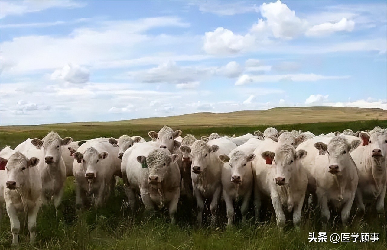 世界高端牛肉品牌,世界牛肉品牌排行榜前十名