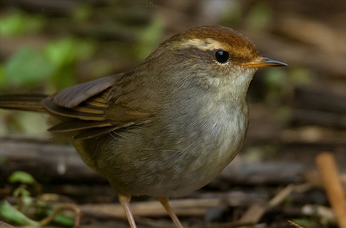 鸟儿大全高清图,高清珍稀鸟动态图片大全