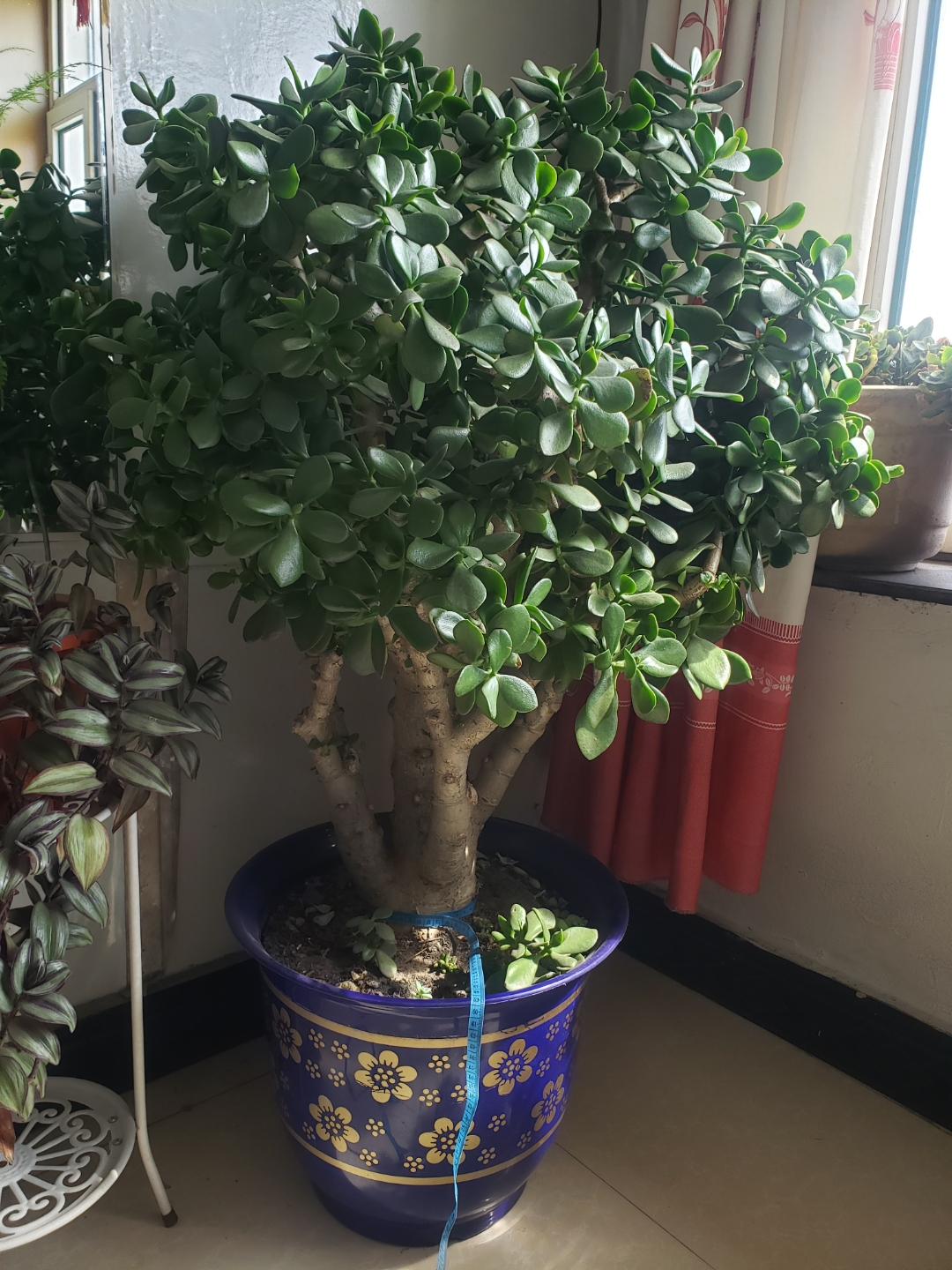 十大最旺办公室的小型绿植,40款超治愈的家居绿植