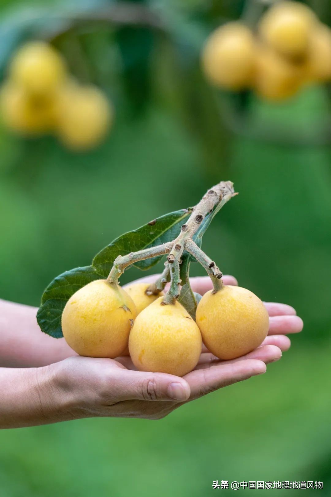 北方人认识枇杷吗,南方人有多爱嗦粉