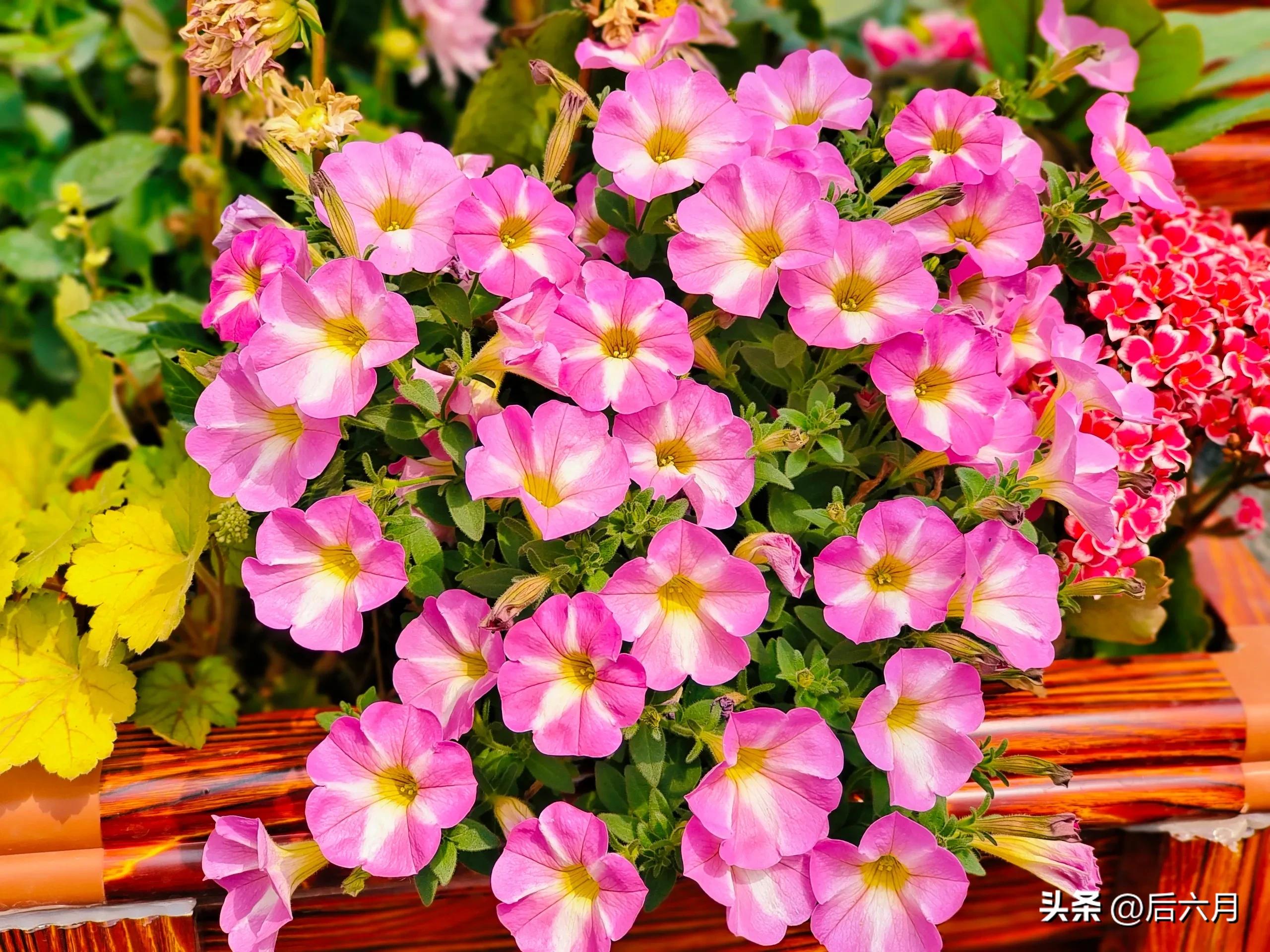 途游西海岸l无比方花园，杨家山里新添网红打卡地