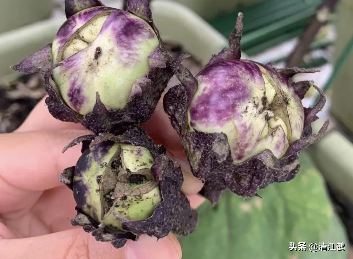 茄子买什么样的好,茄子到底能不能买