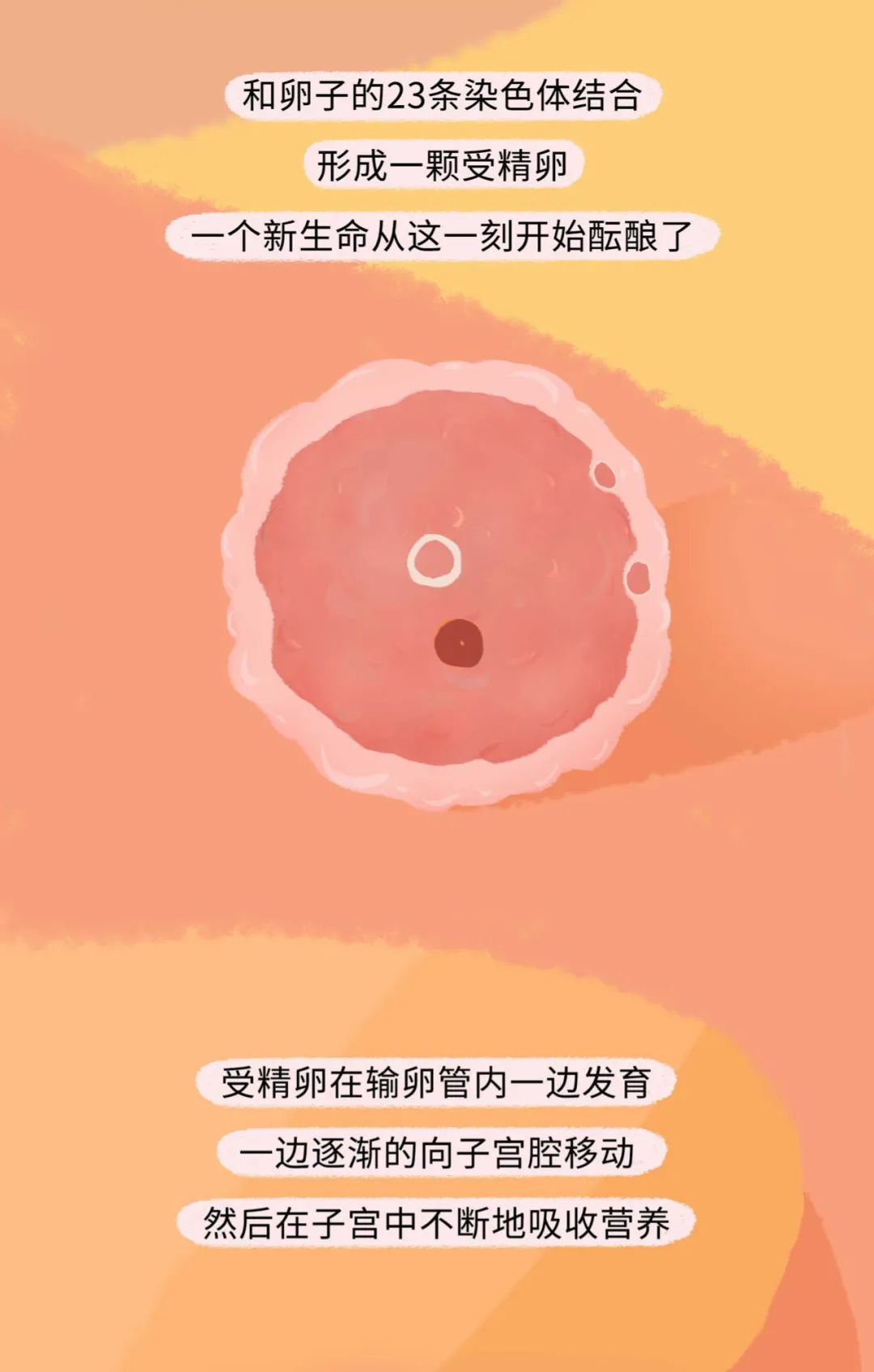 精子进入女生体内的全过程曝光！不要再傻傻不清楚