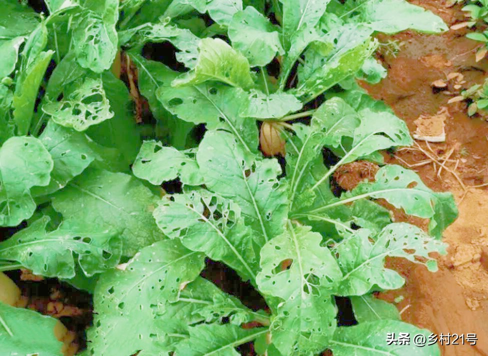 萝卜苗长虫子怎么办,萝卜苗上生小白虫子用什么药治