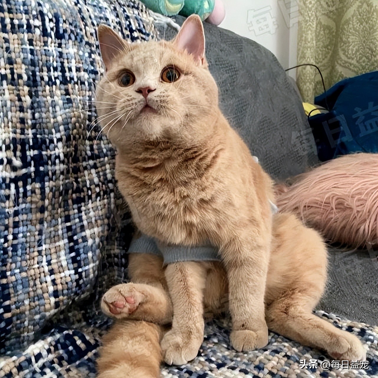 买猫被忽悠高价买了猫粮,网上买猫被骗猫咪回来不吃不喝