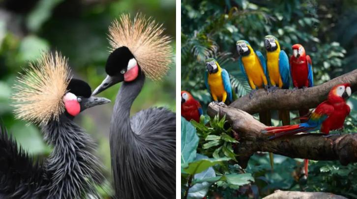 长隆动物园酒店两天一晚旅游攻略,长隆2天1夜熊猫酒店旅游攻略