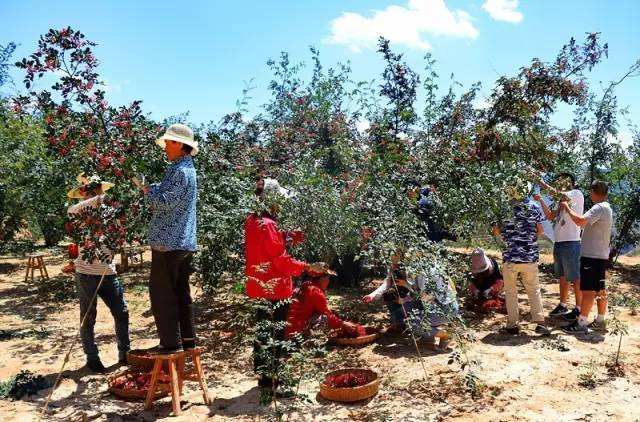 武都花椒生产成本不断攀升的原因,武都花椒原产地