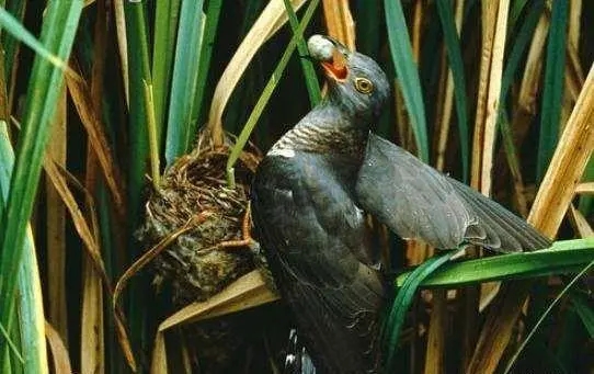 杜鹃鸟鸠占鹊巢的解释搞笑,鸠占鹊巢杜鹃鸟比鸟妈妈还大