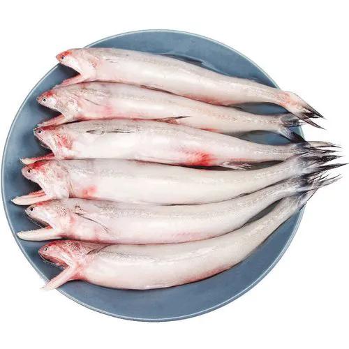 鱼类食材大全名称图片,鱼类菜谱大全100种