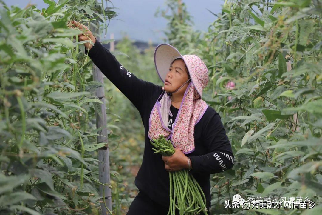 如何以蔬菜产业带动农民增收,蔬菜种植庭院经济助力乡村振兴
