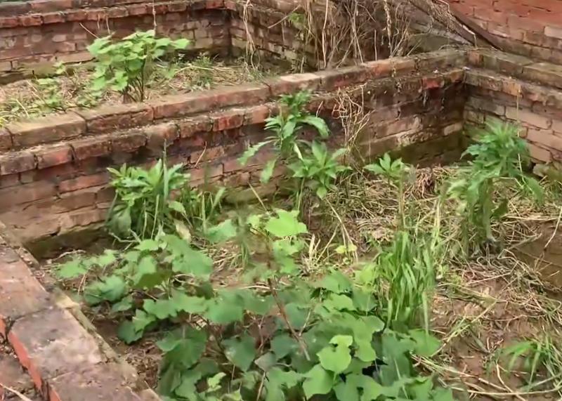 黄喉拟水龟养殖场水深标准,黄缘闭壳龟龟苗多久长大