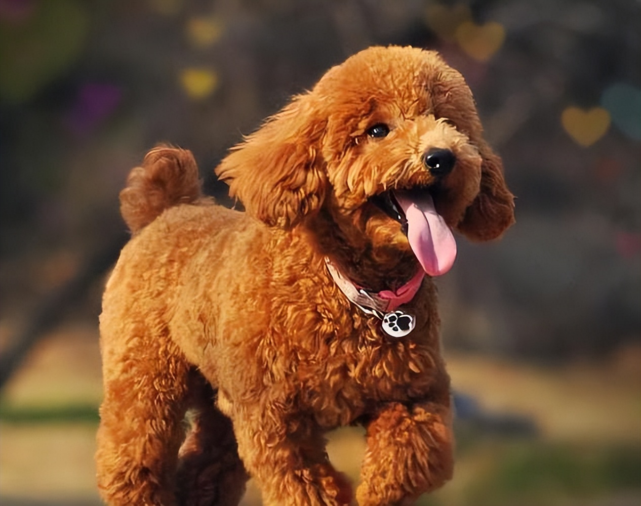 泰迪肚子里有虫子有什么症状,泰迪狗身上的虫子是什么虫