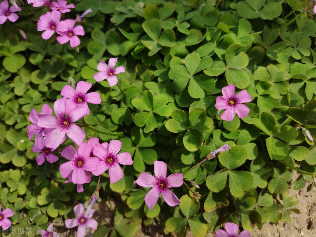 红花酢浆草11月,红花酢浆草春天翻盆时间