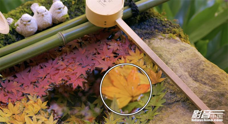 「专题」真的能看8K吗？国内外流媒体视频平台画质大比拼