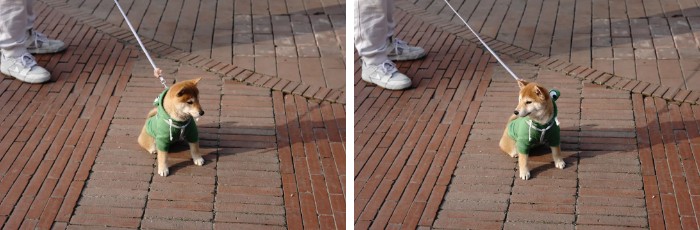 蚂蚁王国疯狂动物城,疯狂动物城初级版