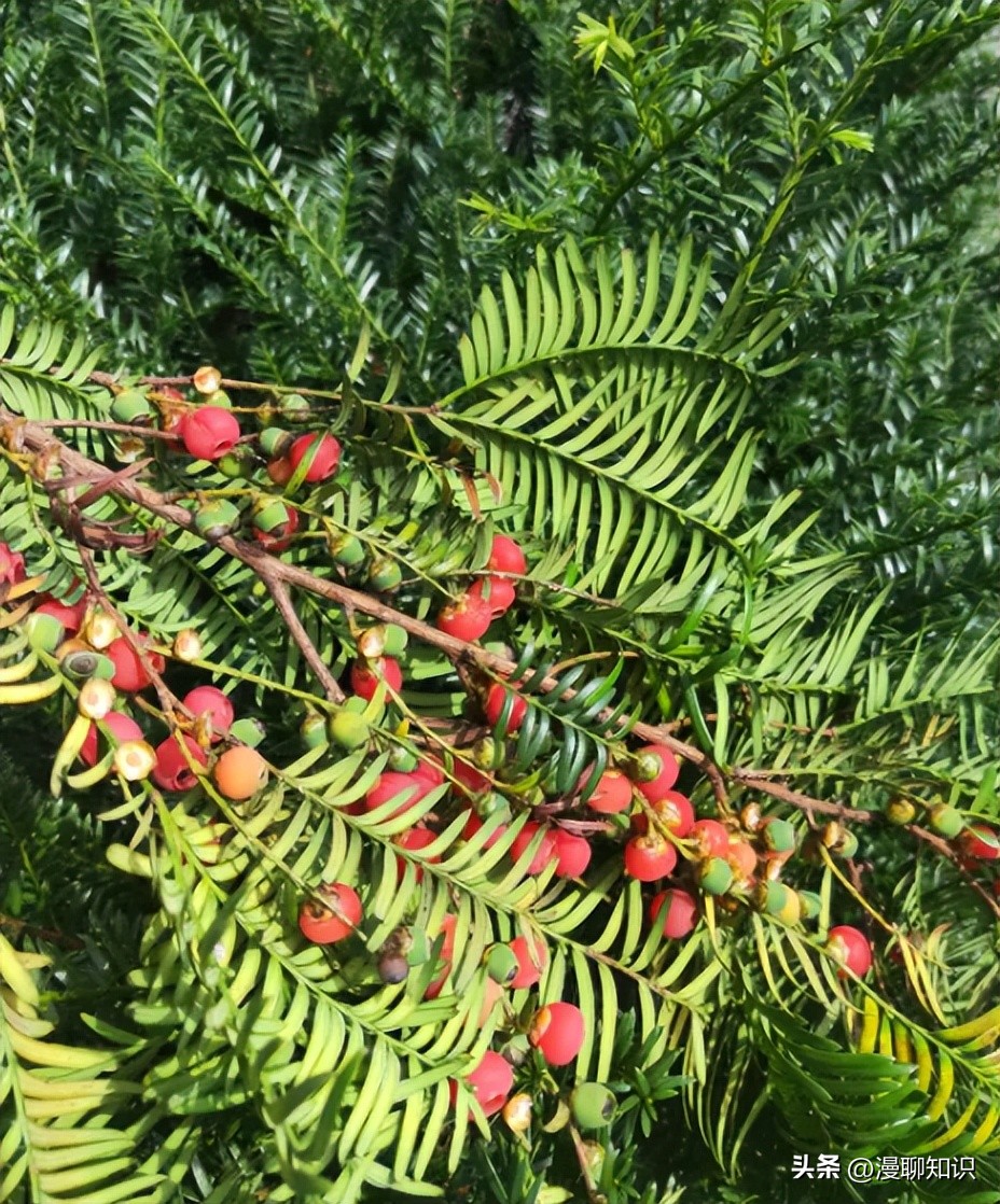 红豆杉中控制紫杉醇形成的结构,紫杉醇有几种有啥区别