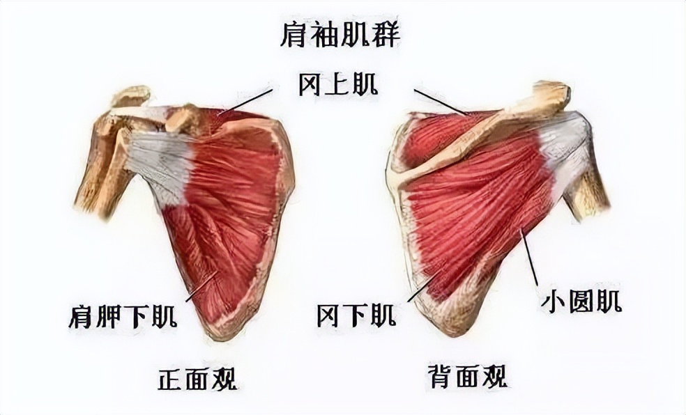 肩袖撕裂的初期应该怎么治疗,一招教你学会肩袖撕裂的mri诊断