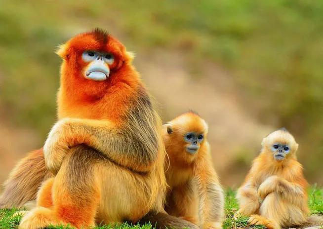 国宝金丝猴你想介绍什么,金灿灿的金丝猴