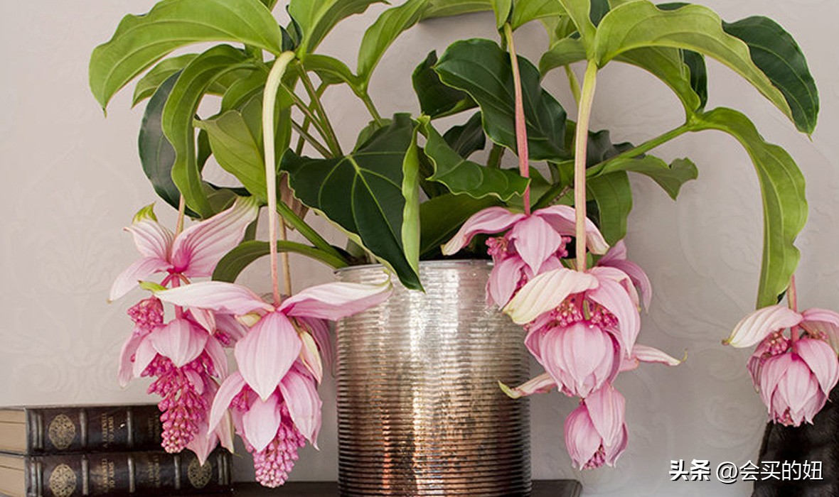 价格便宜且又有实用价值的绿植,家里值得买的绿植