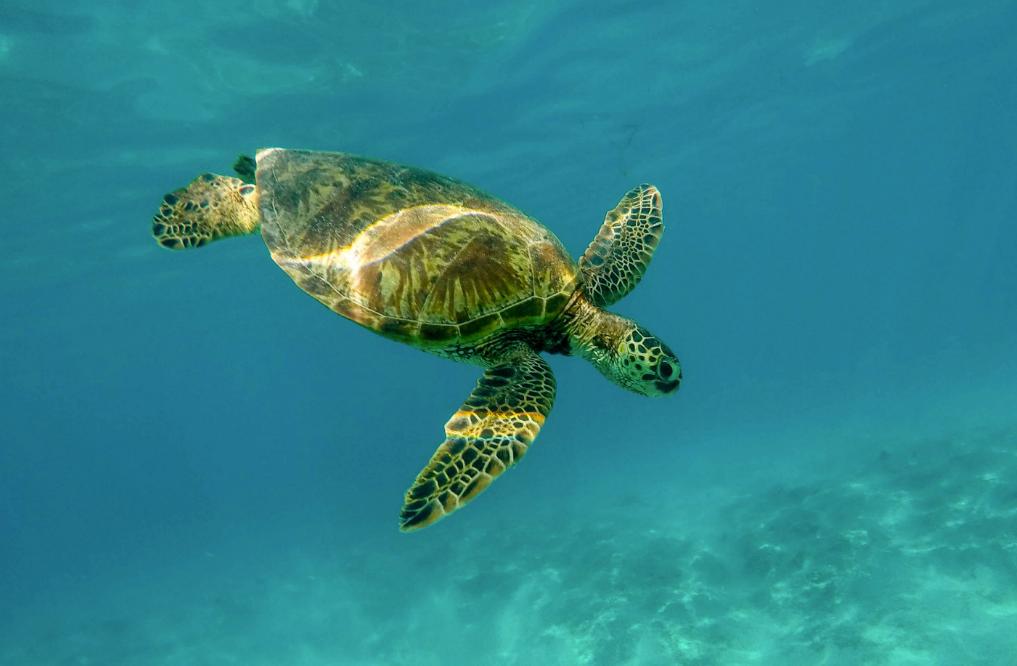 海龟适应陆地环境最根本的原因,海龟的颜色和生活习性还有天敌