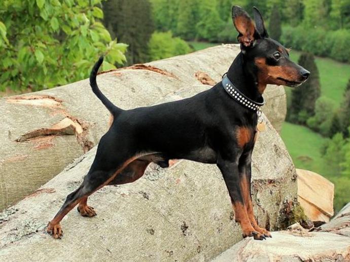 小型狗种类排行榜前十名,微型狗品种大全及图片