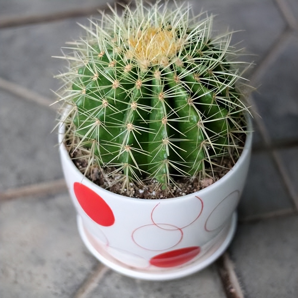 金琥仙人球怎么养,仙人球的金琥怎么养