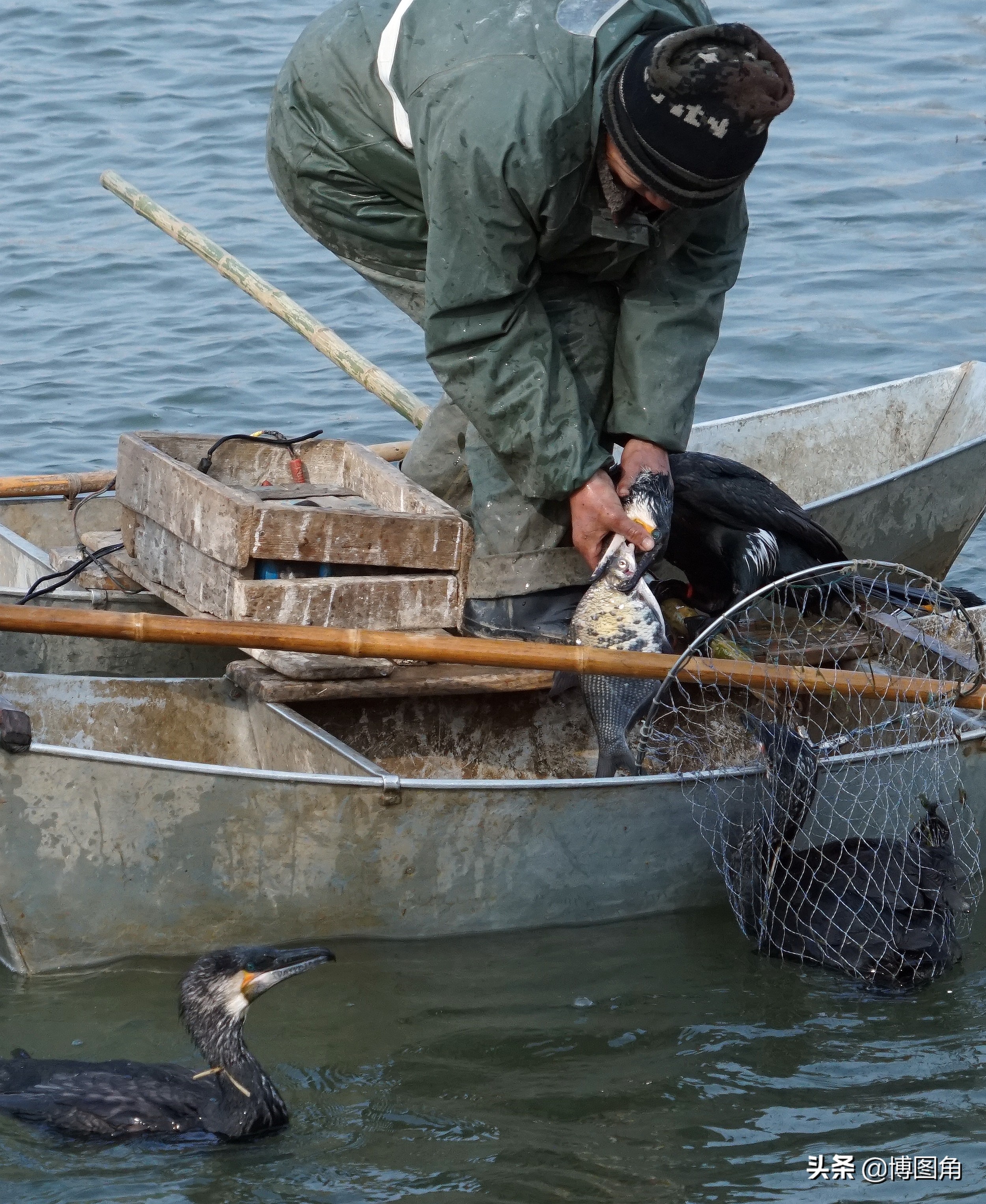 鸬鹚捕鱼渔民生活实拍精彩的瞬间,渔民与鸬鹚捕鱼图片