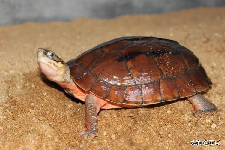 金钱龟习性是群居还是单居,人工养殖金钱龟是保护动物吗