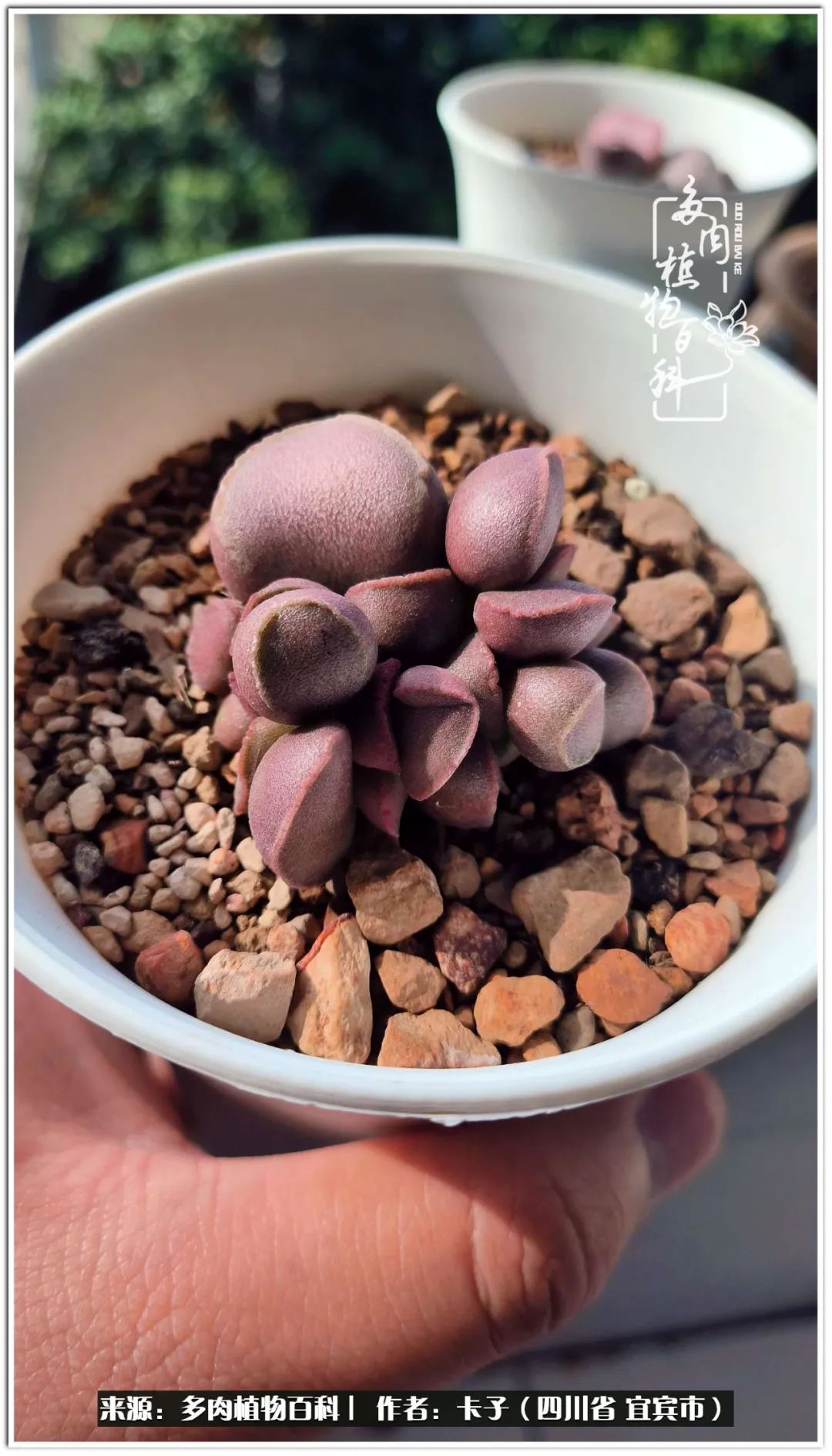 送我一轮明月文案,送我一轮明月