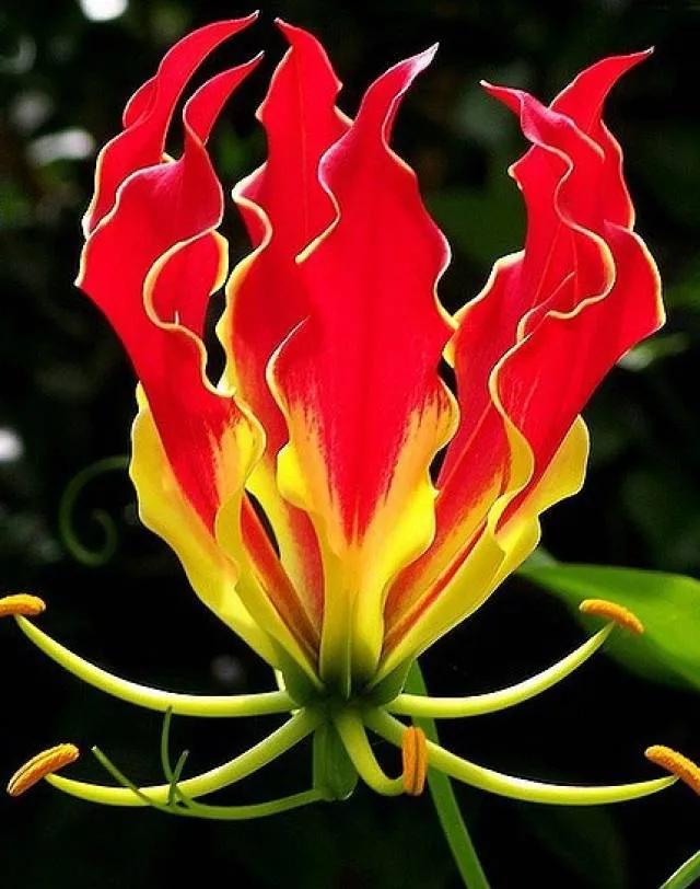 矮种兰花图片欣赏,写意兰花作品欣赏