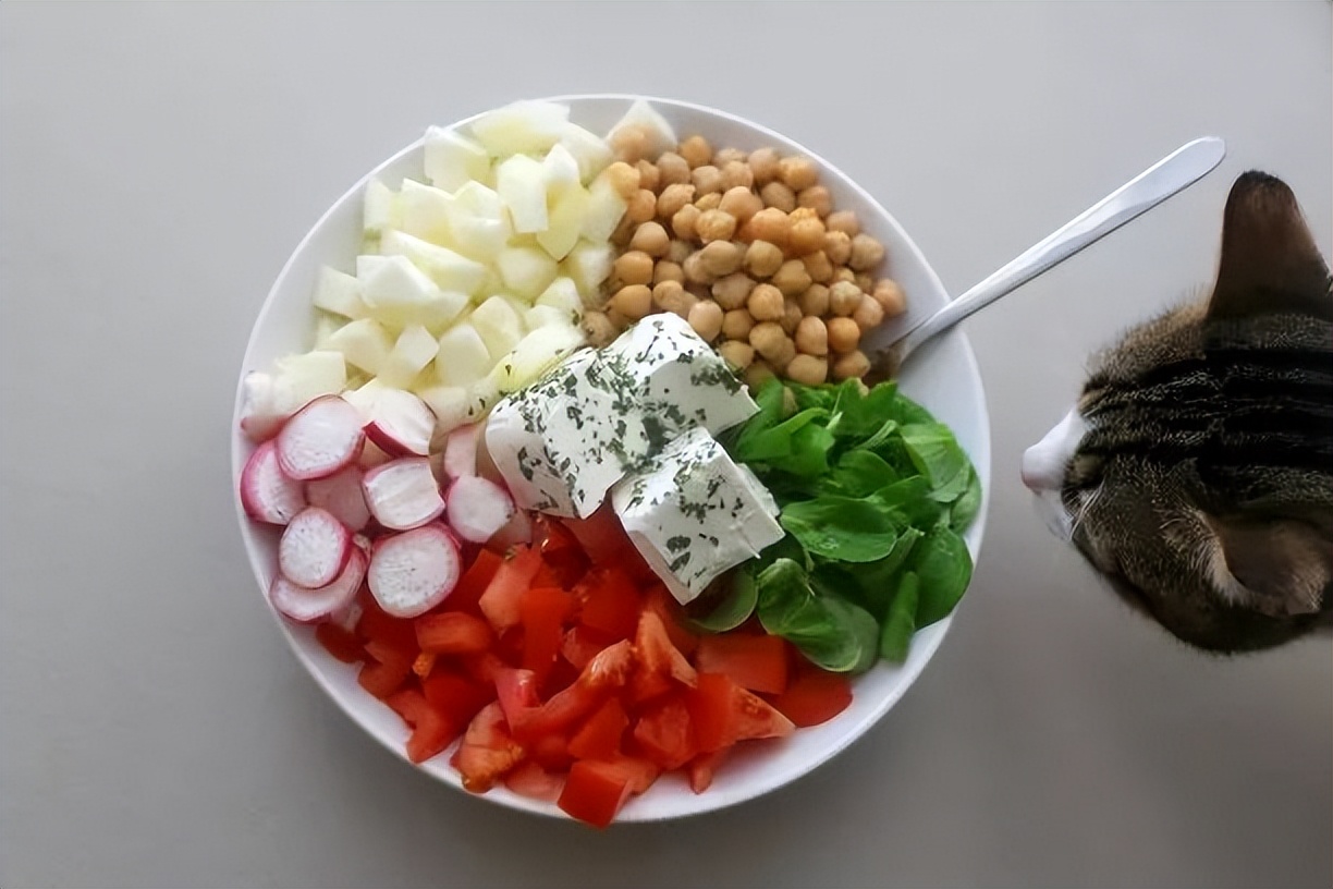 科学养猫攻略之新手养猫注意事项,猫怎么养新手养猫需注意4大问题