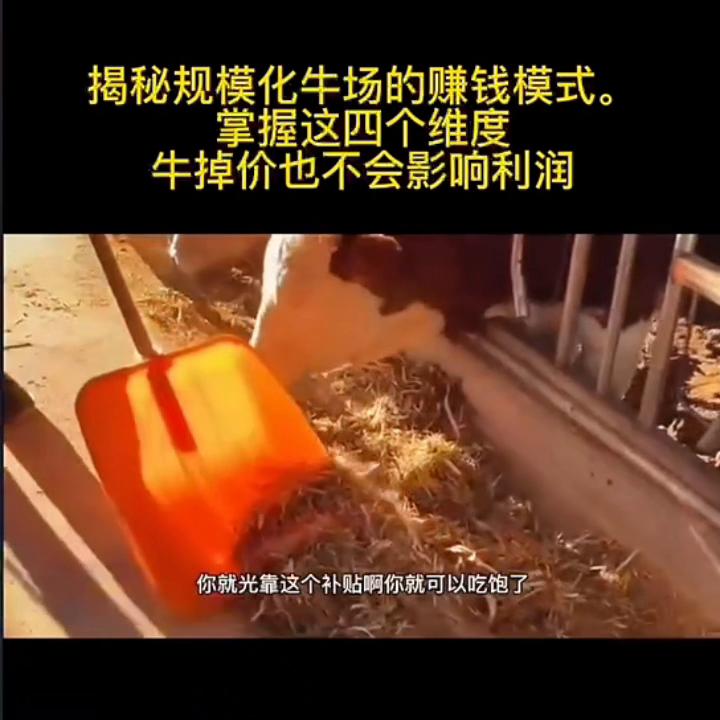 揭秘规模化牛场的赚钱模式,正规化牛场怎么建设牛知识讲解