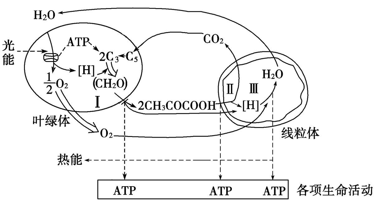 高中生物细胞代谢产生什么物质,高中生物细胞代谢视频
